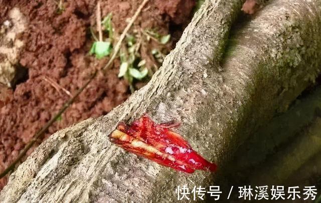 透气性|龙血树，植物中的“万岁爷”，很多人当普通绿植养，其实很珍贵