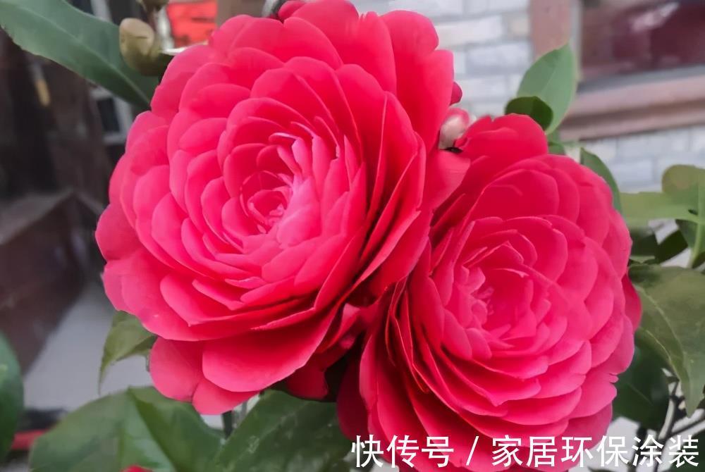 小便宜|7月买花,遇到4种情况,再喜欢也别买,养不活,都是商家的智商税