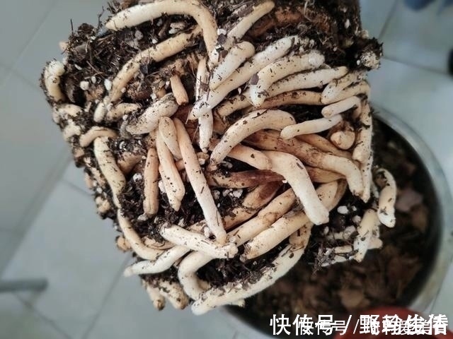 花友们|君子兰肥足长得壮，4种“肥水”轮着浇，10枝花箭一起蹿出来