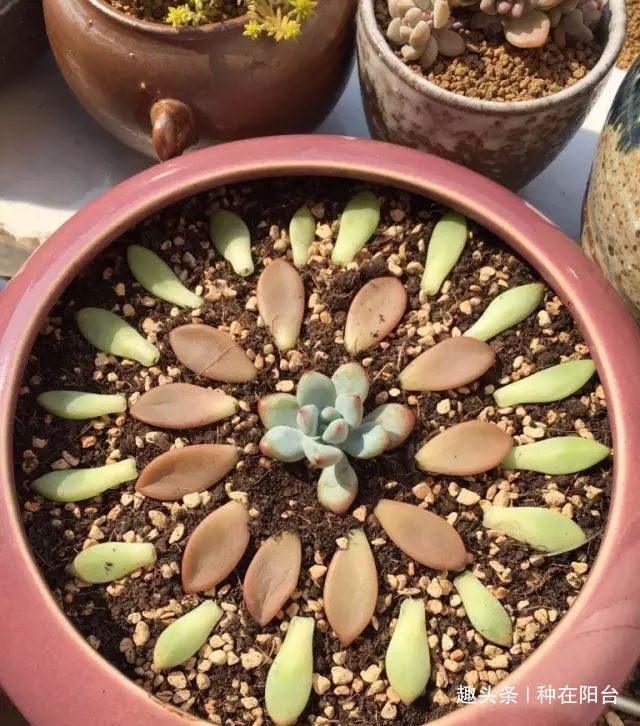 零成本将90地球植物种在阳台上 ，台长教你水陆两栖扦插法