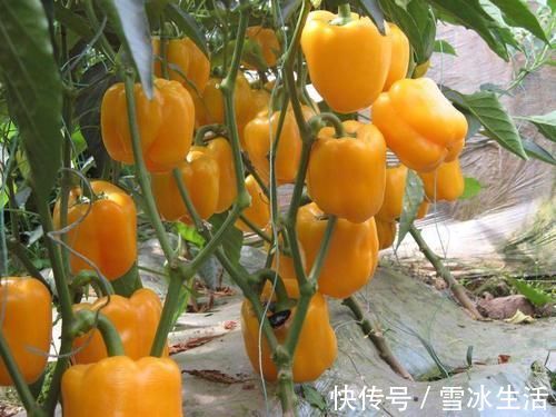 食物|每天坚持吃以下食物,净化肠道,清理血液,延缓衰老