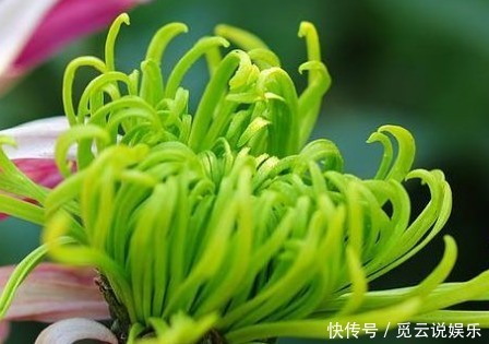 喜欢菊花，不如养盆“优良名菊”绿朝云，花似惊鸿起舞，碧洁如玉