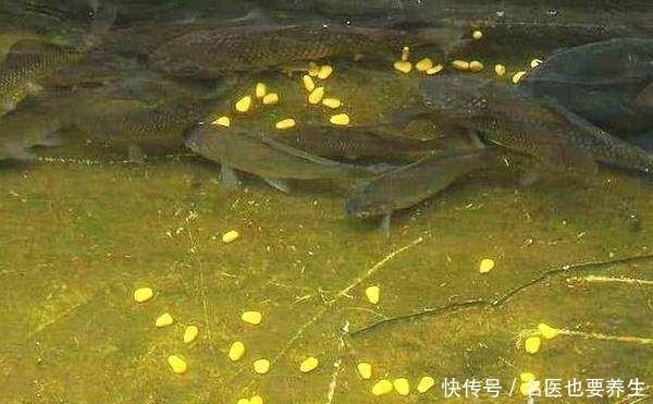 夜钓鲤鱼,这些注意事项能到位,想要空竿都难