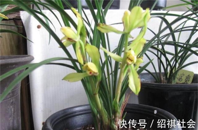 花友|养兰花，3个''窍门''别放过，省时省力，植株还容易旺