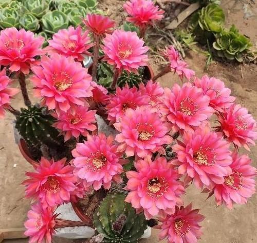  盆栽植物|养花：保证养一盆旺一盆？更换盆栽土添上这个好东西，没问题
