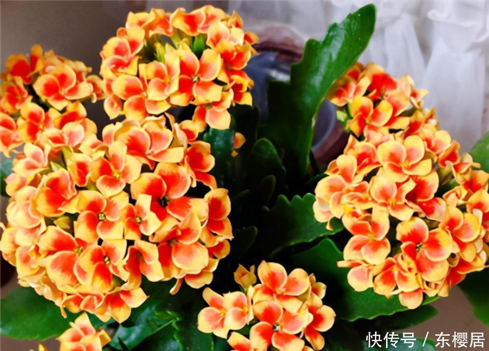 长寿花不长花苞怎么办?那就“放大招”,春节开花依旧可期