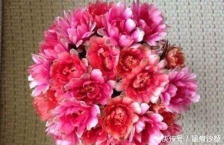 沙漠玫瑰|时间少就养“2种花”,开花很漂亮,30天不浇水也“死不了”!