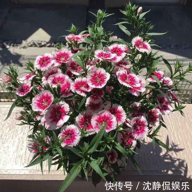 营养物质|成为养花高手，记得别做“3件”错事，几乎啥花都能养“爆盆”