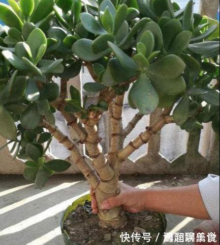 整形|教你几个“小诀窍”,轻松把玉树养成“老桩”,枝繁叶茂开花多