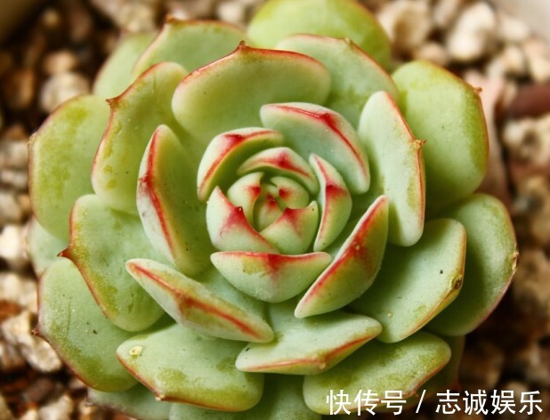 非常好养的4种多肉,养肉“新手”也能养活,盆盆都漂亮!