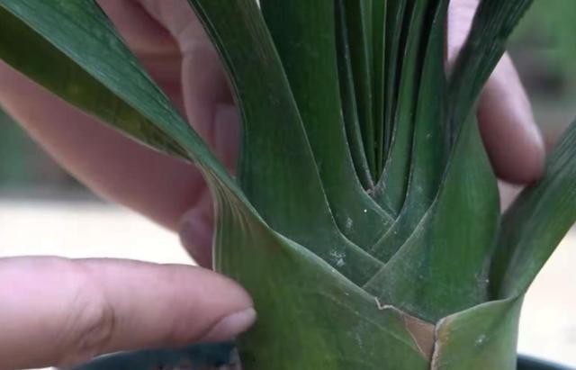 叶片|发现君子兰“鼓大包”,一定要重视,原因有3个,其中两个是惊喜