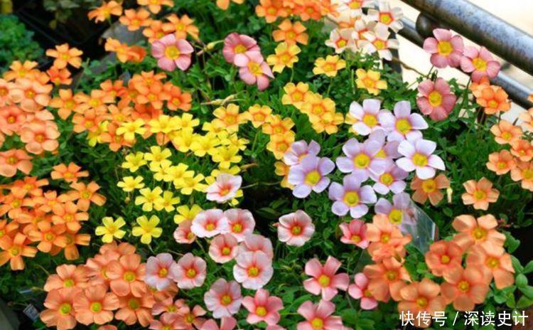 4种花是花中劳模,一年四季开花不断,一盆千百朵,花量超大的