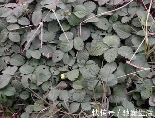 果子|路边发现一大片“野草”，是治咳嗽的好药，扯一把盆栽，沾土就活