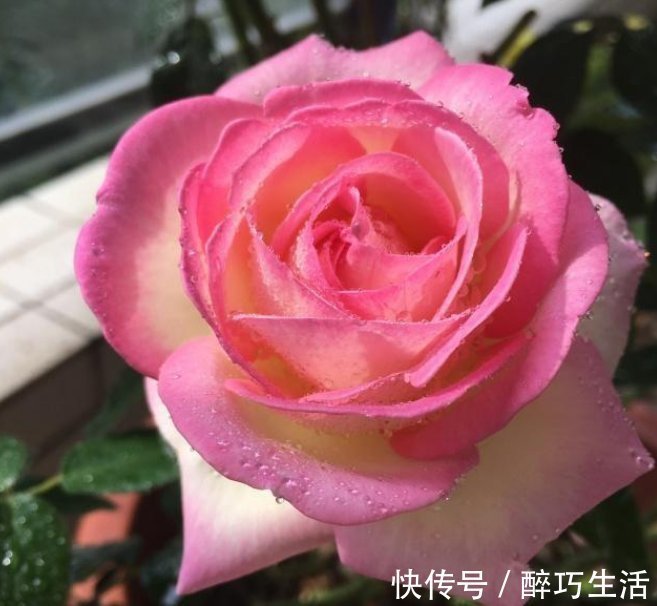 聪明人都养4种花,净化空气,帮助睡眠,适应性很强