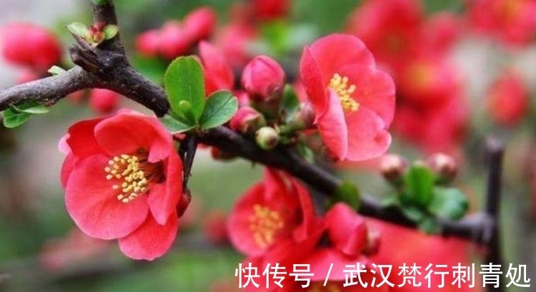 国兰|居家就养此款花卉,不闻不问,花开爆盆美如花,值得拥有