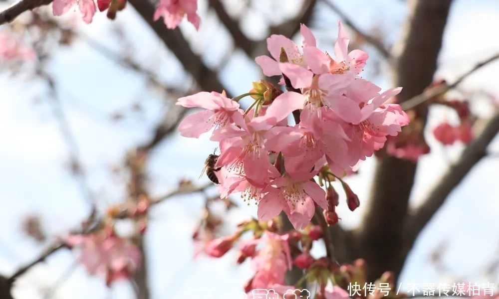 中年|春暖花开游贵州，“花花世界”惹人醉！