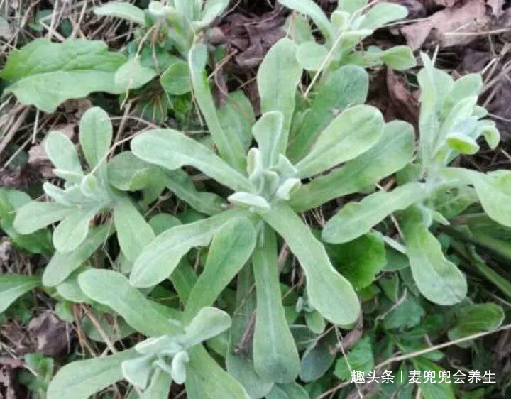 氨基酸|大自然的“祛湿菜”被找到了,身体湿气重,多食此菜,防止咳嗽
