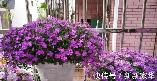 光照|专业养花人:练成这几招,杀手也能秒变“大神”