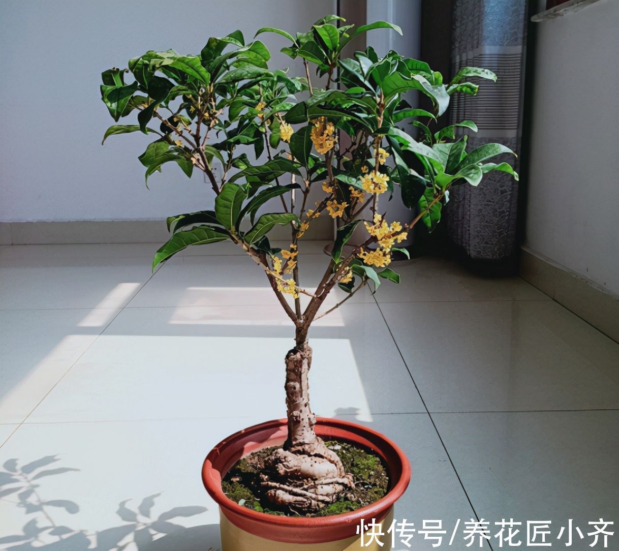 修剪|家中养着5种花,入冬赶紧剪一下,不仅容易过冬,而且来年花量大