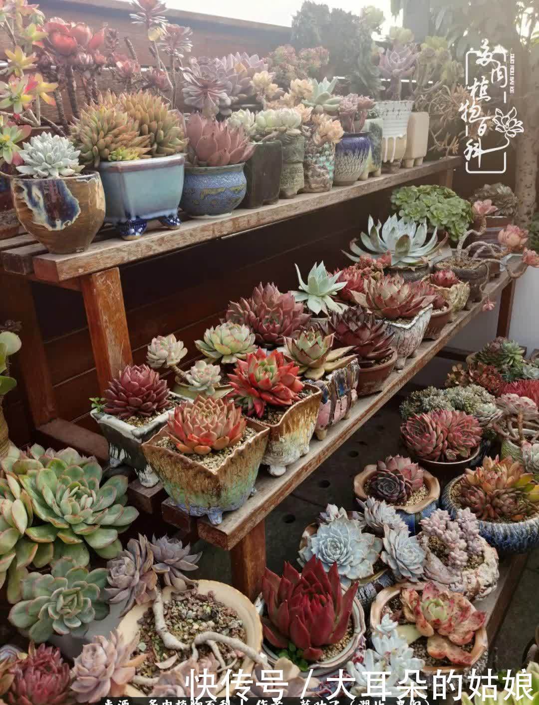 春暖花开,万物复苏,多肉迎来最美时光!