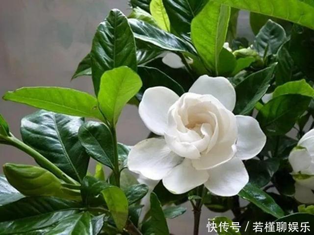 养花|李大爷养花,2种水“浇灌”所有花,1盆比1盆旺,从不买“花肥”