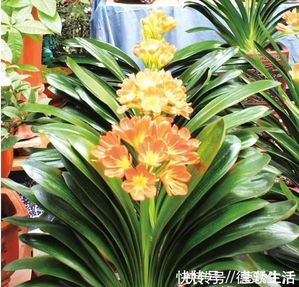 黄叶花|2种水,是养花的“砒霜水”,万万不能用,不然黄叶花枯死