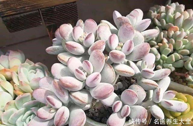 这些多肉都是“金贵货”,别去摸,摸了就变丑!