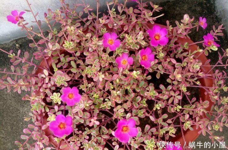 阳台适合养的4种花,花量大易爆盆,花开满盆