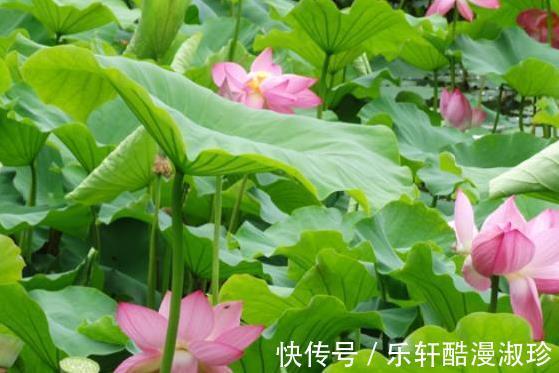 财星|9月份开始,喜事临门,4属相时来运转,财星高照,大吉大利