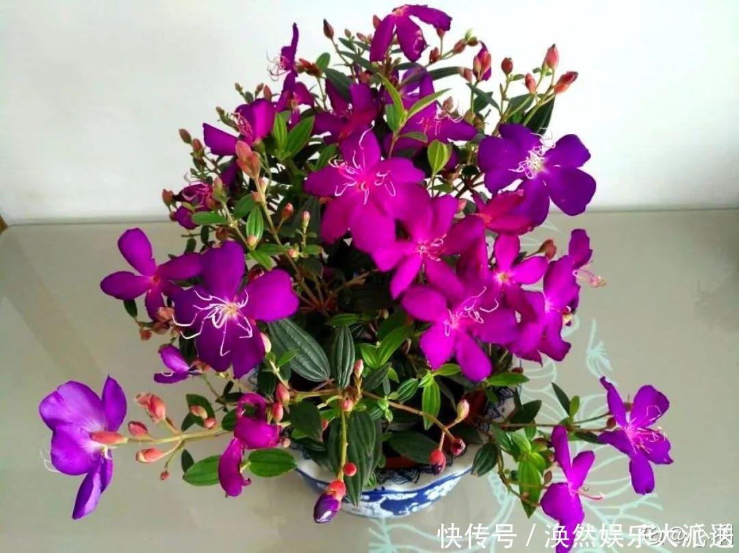 5种花真稀罕,叶子越晒越红彤彤,一盆能开20朵!