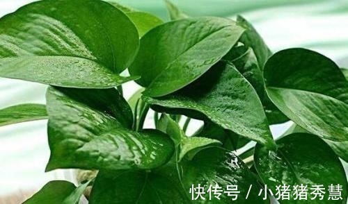 鱼缸|家家都有的1种水,用来浇花,连施肥都省了,养啥旺啥