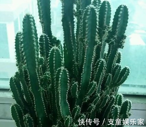 芬芳|新手养花,不如养盆花中精品“芬芳宝石”,一开就是一簇,漂亮