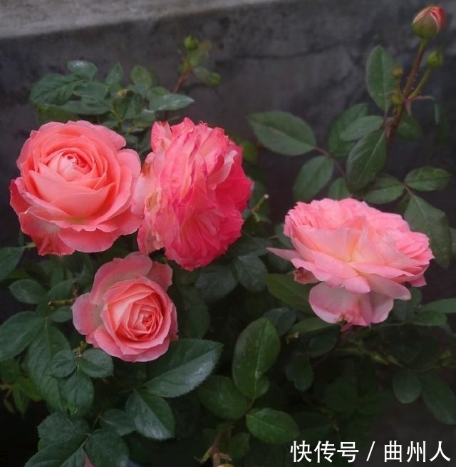 诺娃阳台,盆栽绿植新宠,叶色油亮有光,花朵美又香,四季开不断