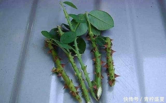  扦插方法|3种花很贵，买不起就不用买，扦插一根枝条，就能开花大半年！