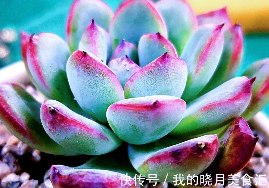 缓释肥|多肉植物施肥用什么肥料,明白常用肥料种类功效,让多肉棵棵爆盆