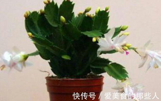 蟹爪兰开花了有5怕,避免落花落蕾做好5件事,开花旺盛花期长