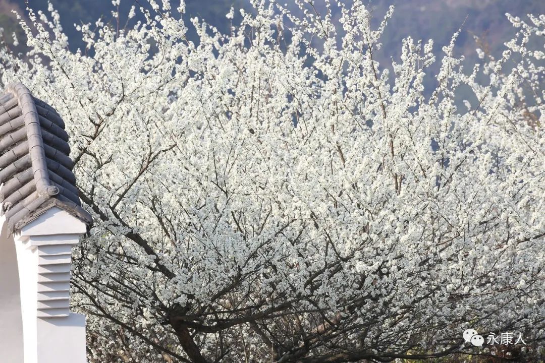 春光乍泄！永康这个村“藏”不住了！