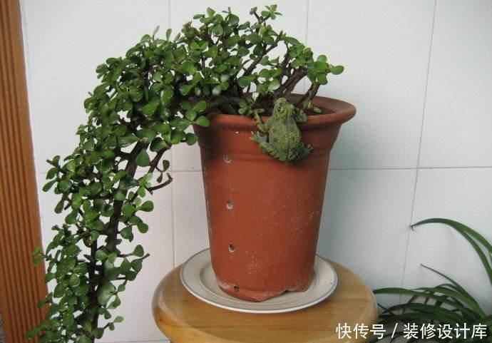 休眠期|金枝玉叶这样养,长到狂魔乱舞,轻轻剪一剪,瞬间高大上