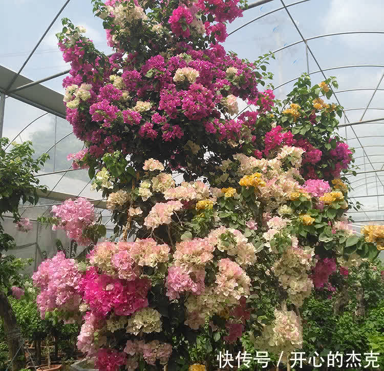 这些漂亮花要“控制”养,勤快人容易养成“秃子”,懒人养的棒