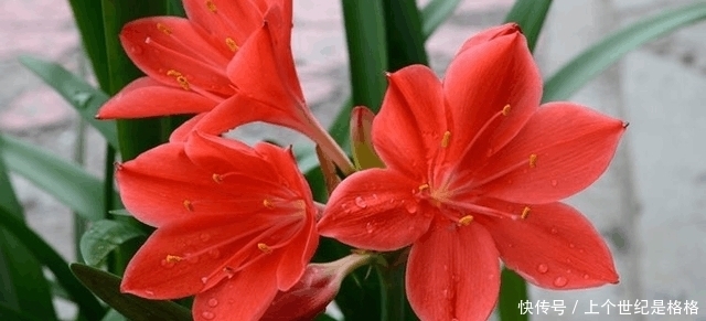 想要阳台四季如春,有花赏,5款植物少不了