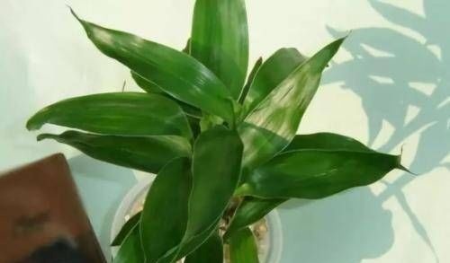 这4种“吉祥花”寓意富贵,养了就是赚了,家里人都受益