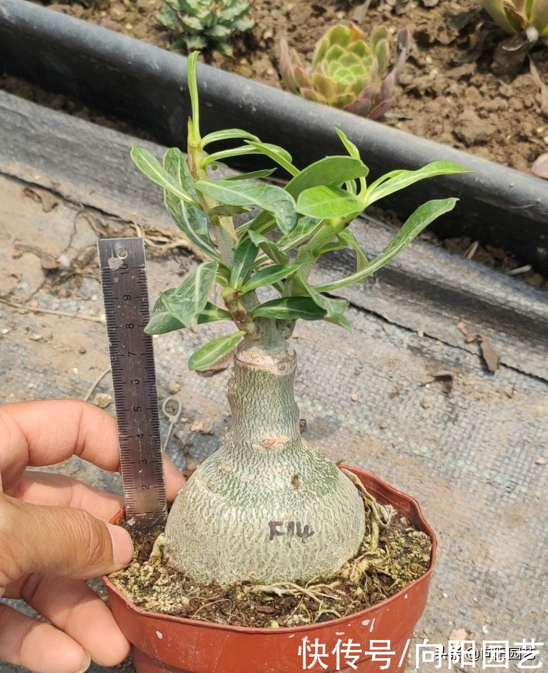 沙漠玫瑰|买了棵沙漠玫瑰,忘在了角落,2个月过去了,栽到盆里就发根