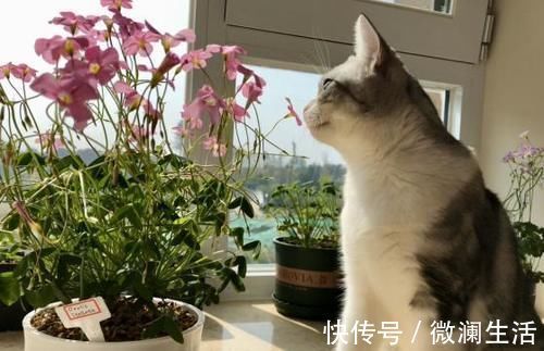 自从学会用蛋壳养花后，家里再没掏过一分钱买肥料