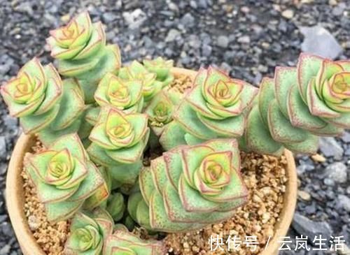叶肥芽|养多肉植物钱串景天,注重4个地方,叶肥芽多,轻松爆盆!