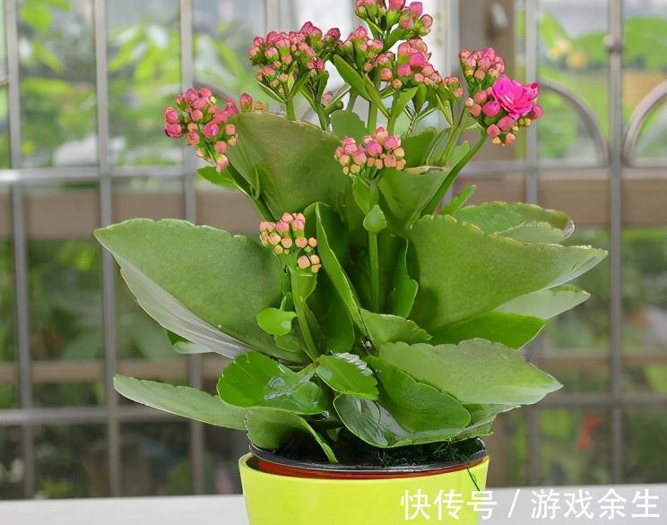 霜降过后，家里必备4盆花，叶子绿、花色艳，越养越喜欢