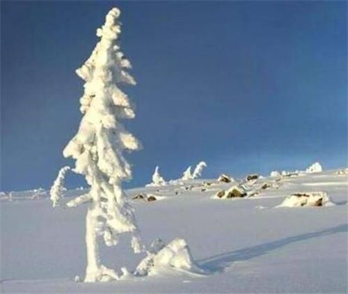 一棵见证人类起源的长寿树，活了9500年，仍在生长，全球仅此一棵