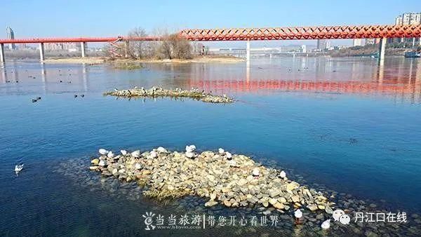 丹江口水库坝下湿地成了候鸟越冬“乐园”