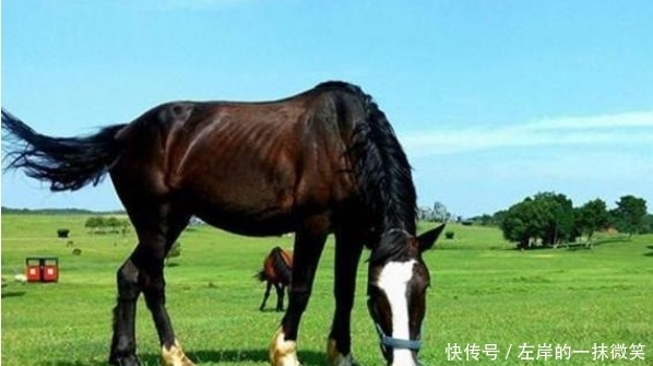 不吃|老话“好马不吃回头草”,老祖宗的至理名言,下句值得深思