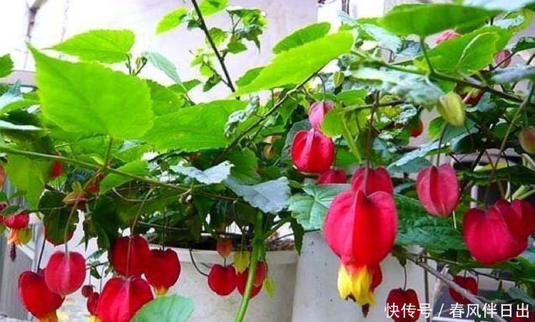 5种花是爆盆能手,开起花来“拦”不住,不仅花好看,名字也好听