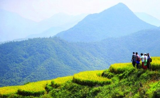 春华秋实|春华秋实谷飘香 最美梯田披金装